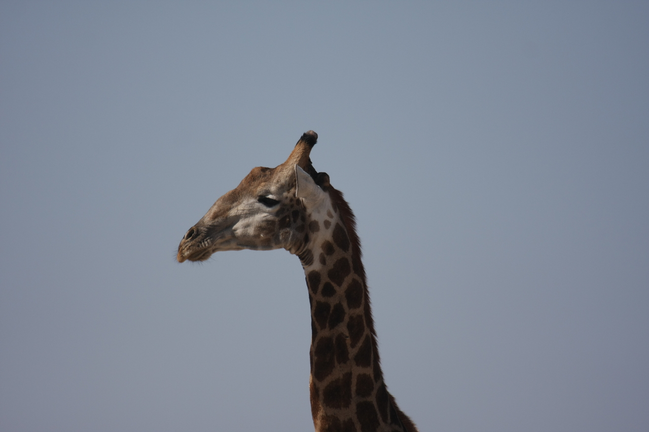 [23609] 2016_06_30_04_59_41_Africa_Canon_EOS_40D_IMG__03982.jpg
