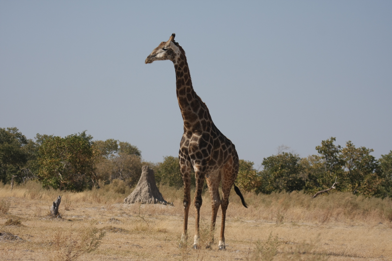 [23616] 2016_06_30_04_59_52_Africa_Canon_EOS_40D_IMG__03985.jpg