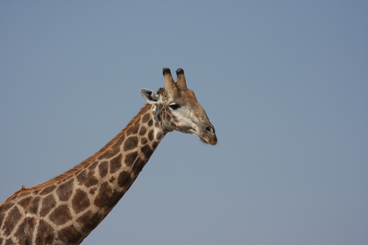 [23632] 2016_06_30_05_02_30_Africa_Canon_EOS_40D_IMG__03986.jpg