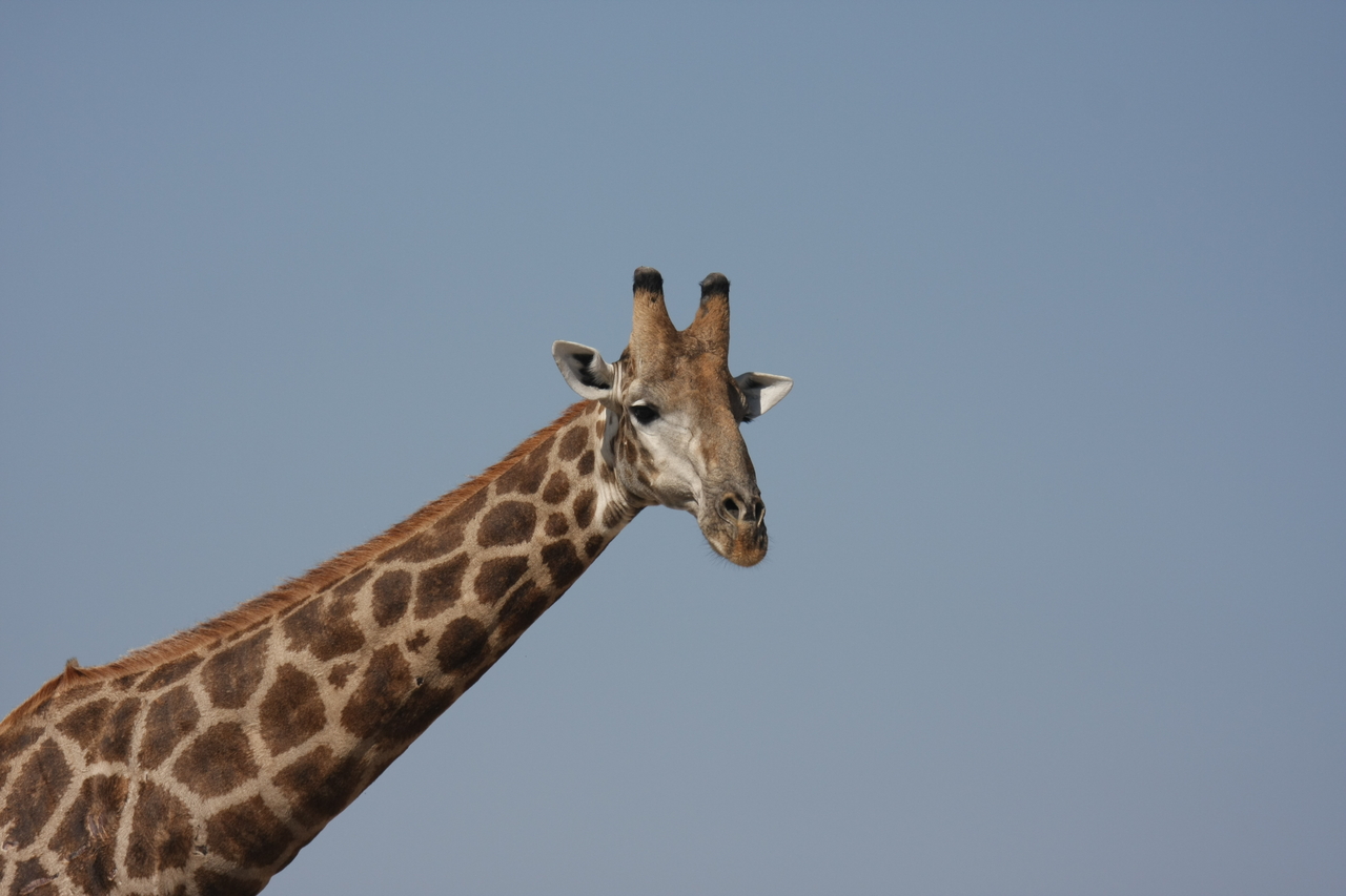 [23634] 2016_06_30_05_02_30_Africa_Canon_EOS_40D_IMG__03988.jpg