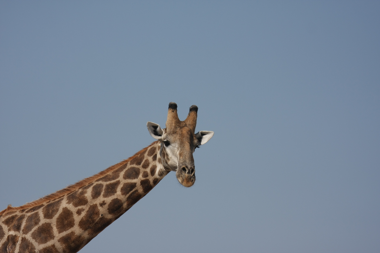 [23640] 2016_06_30_05_02_31_Africa_Canon_EOS_40D_IMG__00265.jpg