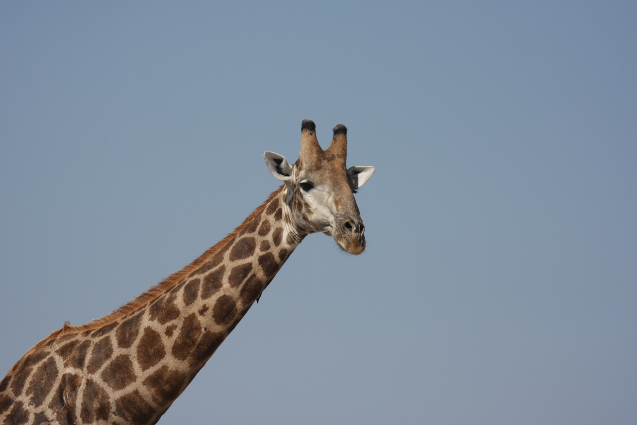 [23641] 2016_06_30_05_02_31_Africa_Canon_EOS_40D_IMG__03989.jpg