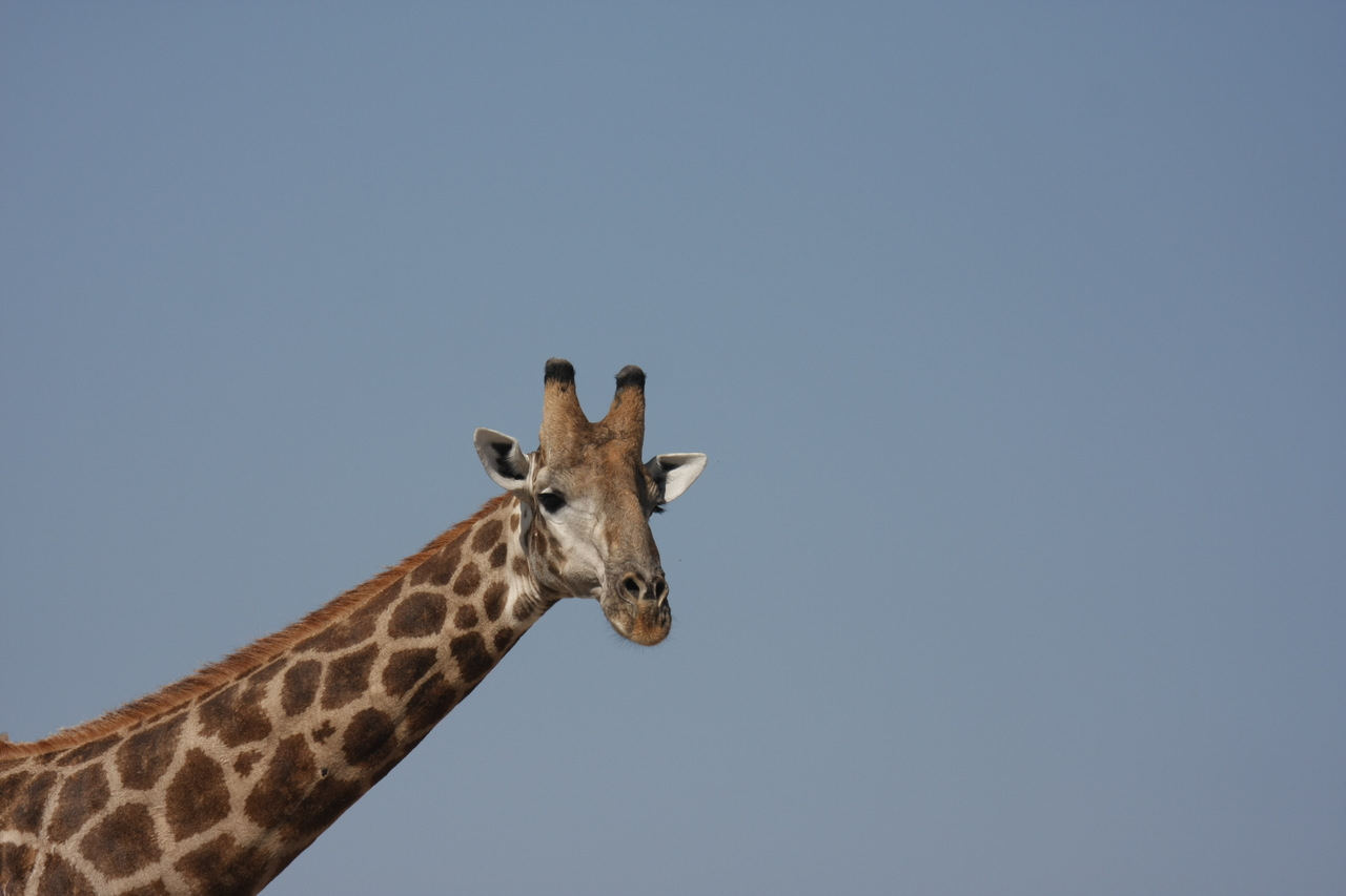 [23645] 2016_06_30_05_02_31_Africa_Canon_EOS_40D_IMG__11437.jpg