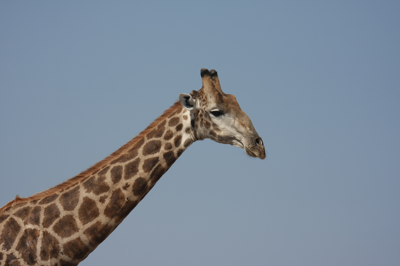 [23649] 2016_06_30_05_02_33_Africa_Canon_EOS_40D_IMG__00266.jpg