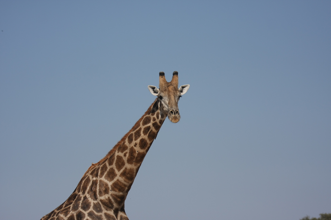 [23674] 2016_06_30_05_02_48_Africa_Canon_EOS_40D_IMG__04000.jpg