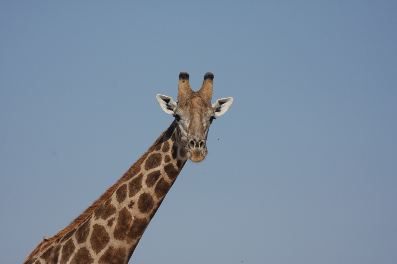 [23682] 2016_06_30_05_02_56_Africa_Canon_EOS_40D_IMG__00276.jpg