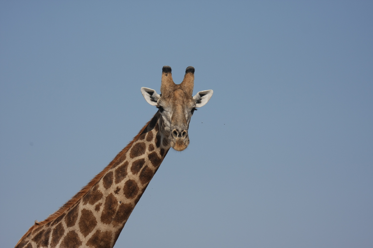 [23683] 2016_06_30_05_02_56_Africa_Canon_EOS_40D_IMG__00277.jpg