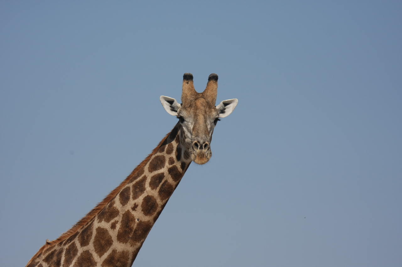 [23687] 2016_06_30_05_02_56_Africa_Canon_EOS_40D_IMG__11448.jpg