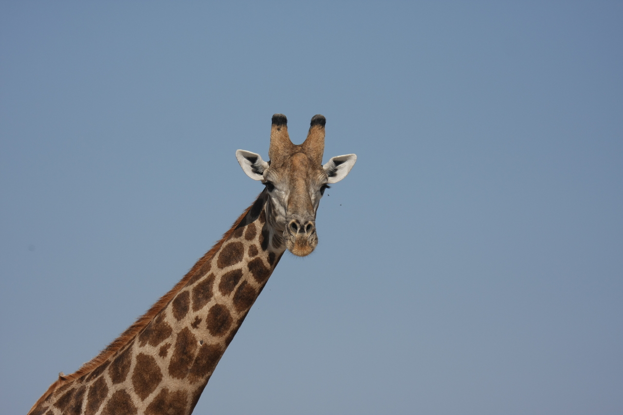 [23692] 2016_06_30_05_02_57_Africa_Canon_EOS_40D_IMG__04004.jpg