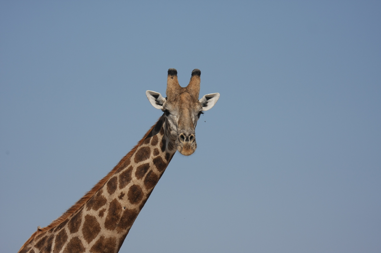 [23693] 2016_06_30_05_02_57_Africa_Canon_EOS_40D_IMG__04005.jpg