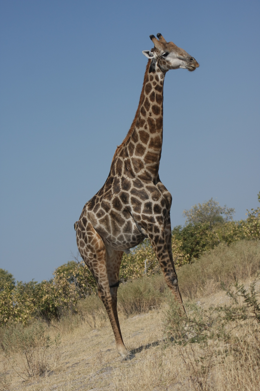 [23700] 2016_06_30_05_03_10_Africa_Canon_EOS_40D_IMG__04007.jpg