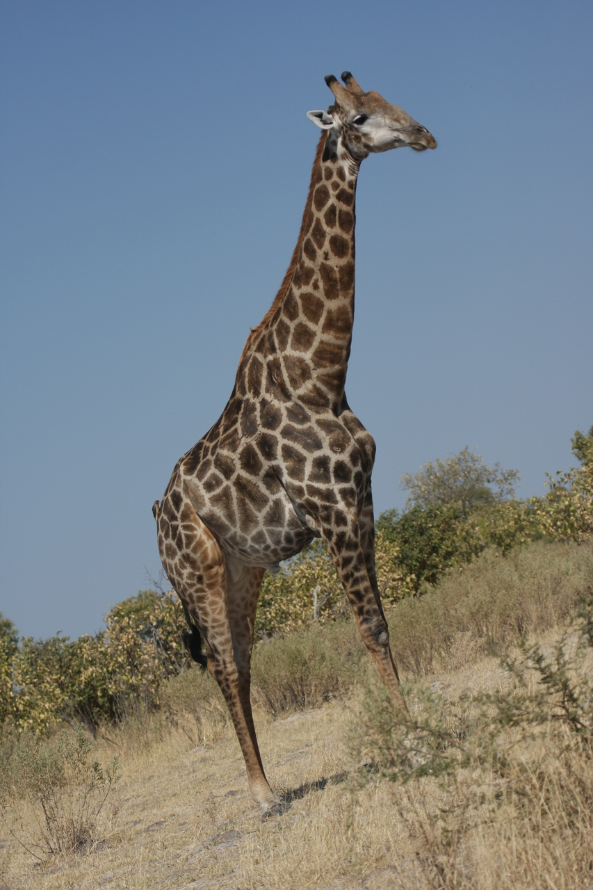 [23703] 2016_06_30_05_03_10_Africa_Canon_EOS_40D_IMG__11455.jpg