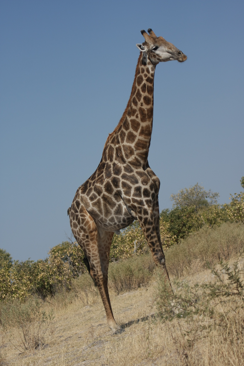 [23710] 2016_06_30_05_03_15_Africa_Canon_EOS_40D_IMG__04010.jpg