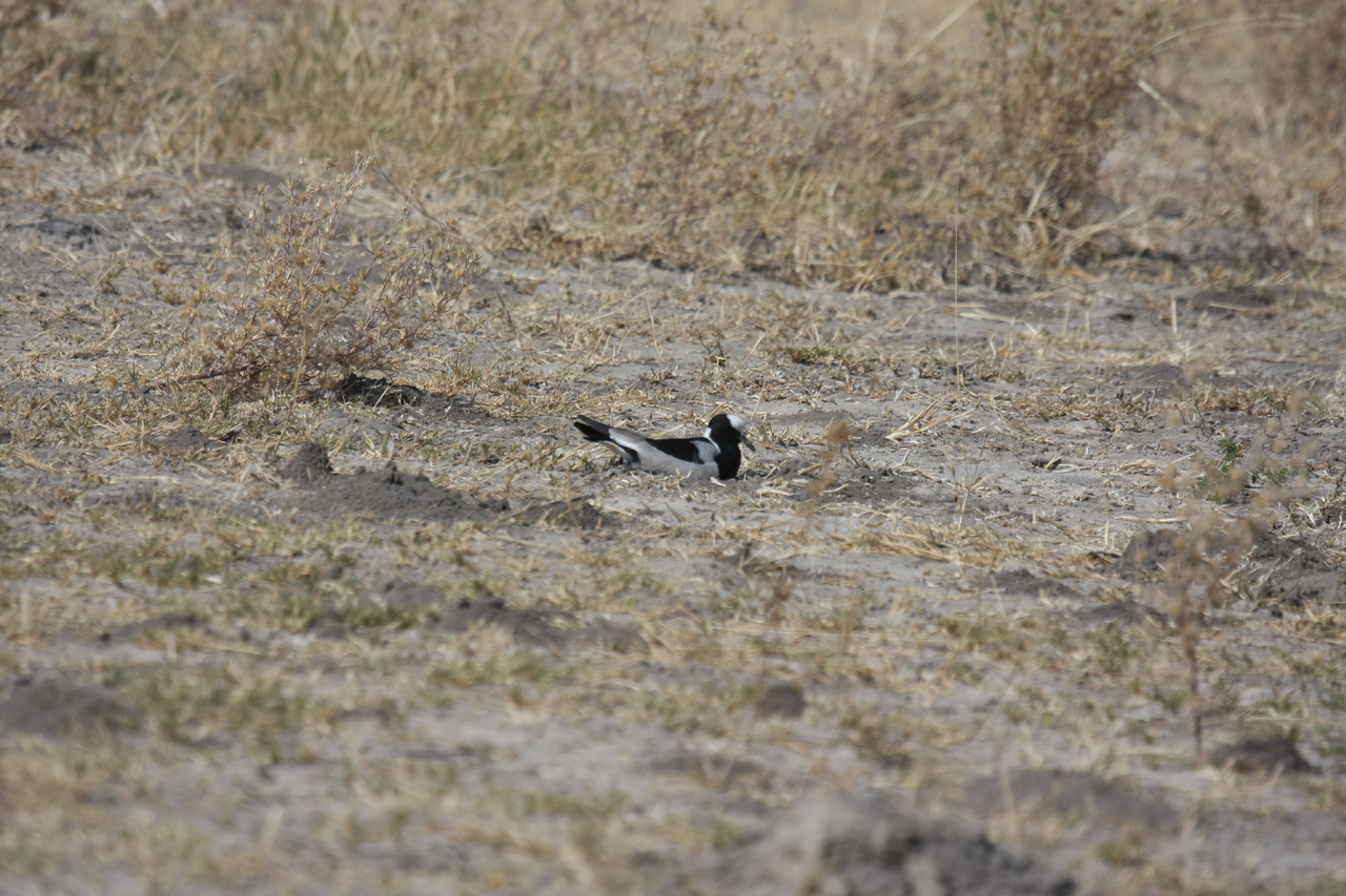 [23721] 2016_06_30_05_04_15_Africa_Canon_EOS_40D_IMG__04014.jpg