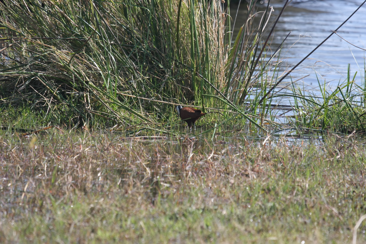 [23746] 2016_06_30_05_09_02_Africa_Canon_EOS_40D_IMG__00292.jpg