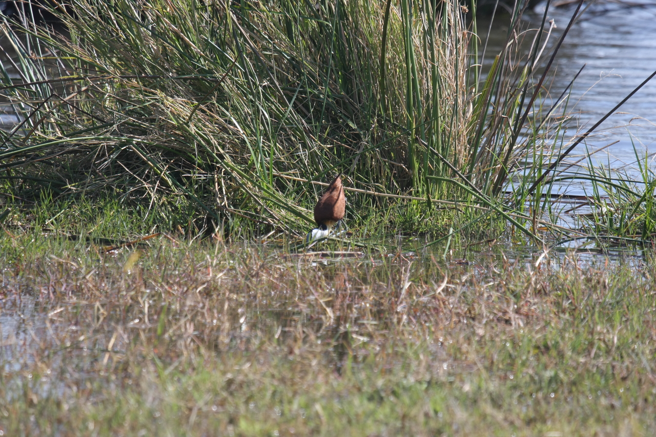 [23758] 2016_06_30_05_09_06_Africa_Canon_EOS_40D_IMG__04021.jpg