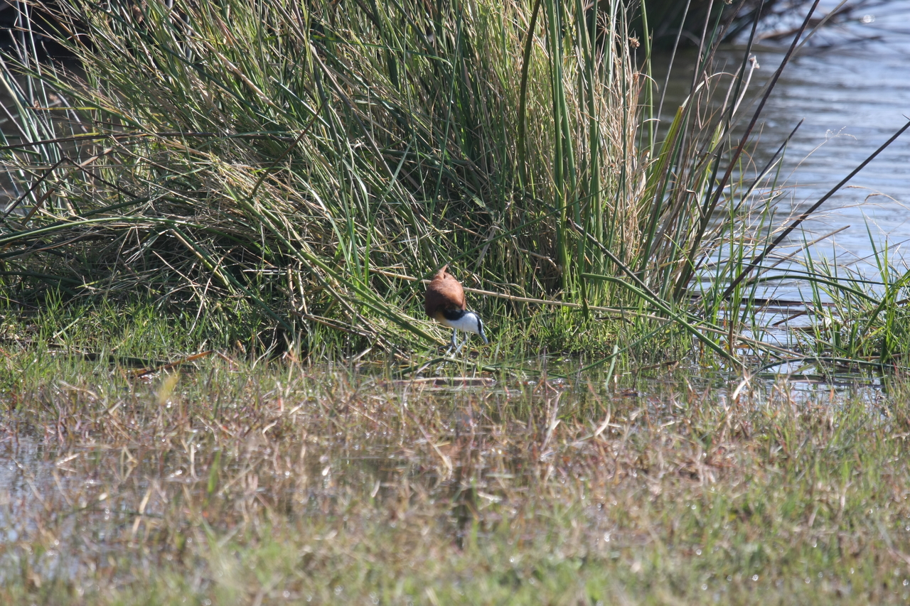 [23763] 2016_06_30_05_09_08_Africa_Canon_EOS_40D_IMG__04022.jpg