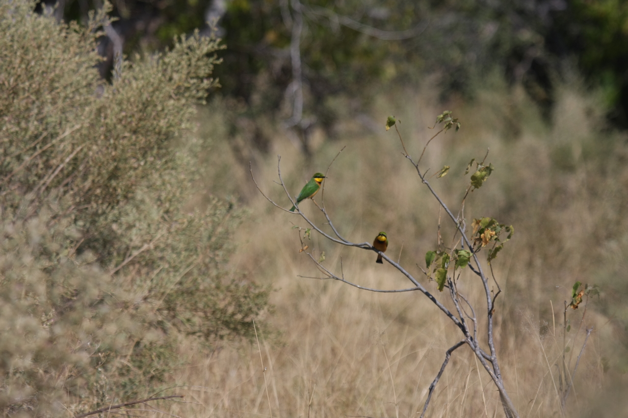 [23790] 2016_06_30_05_19_45_Africa_Canon_EOS_40D_IMG__04023.jpg