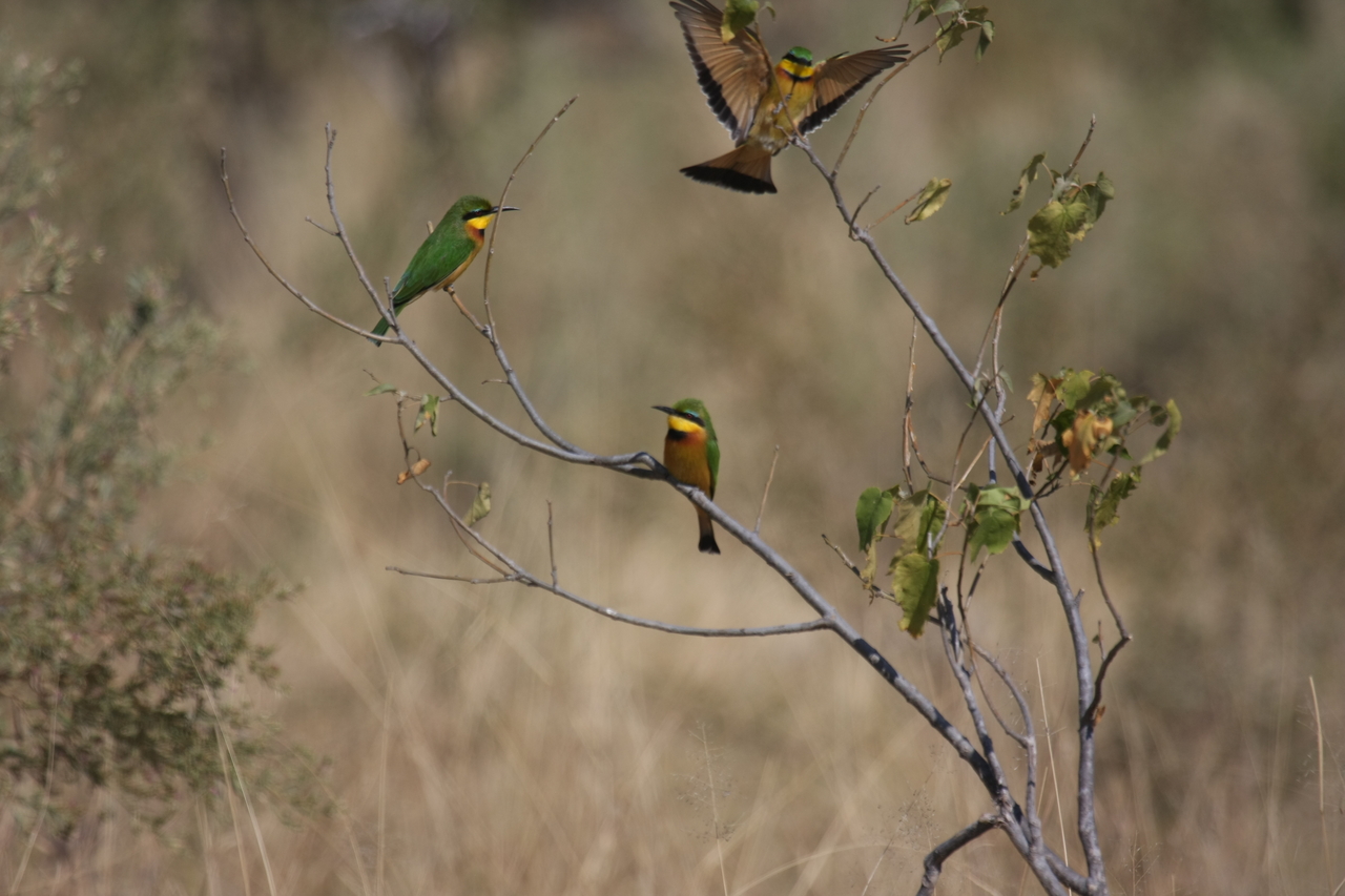 [23796] 2016_06_30_05_19_53_Africa_Canon_EOS_40D_IMG__00300.jpg