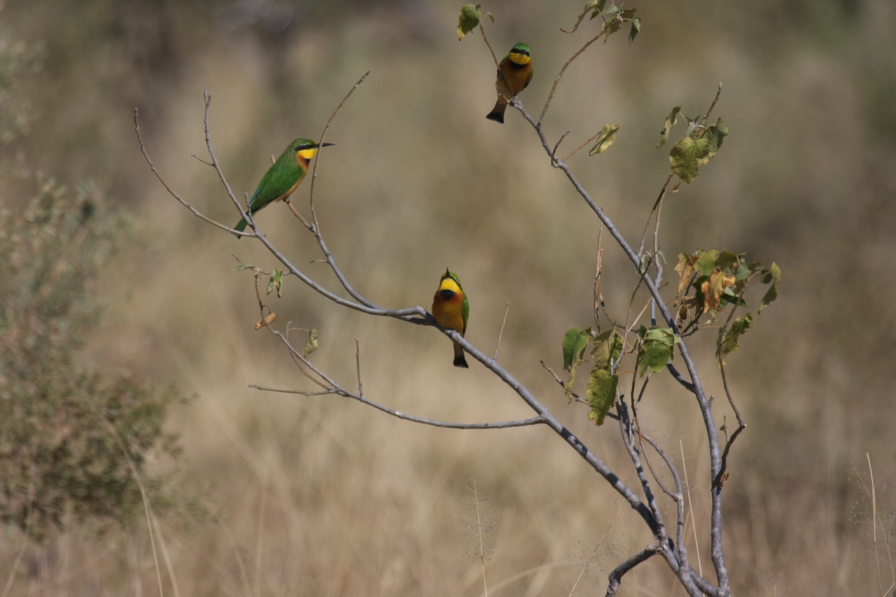 [23797] 2016_06_30_05_19_53_Africa_Canon_EOS_40D_IMG__00301.jpg