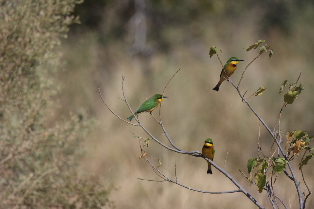 [23805] 2016_06_30_05_19_57_Africa_Canon_EOS_40D_IMG__00304.jpg