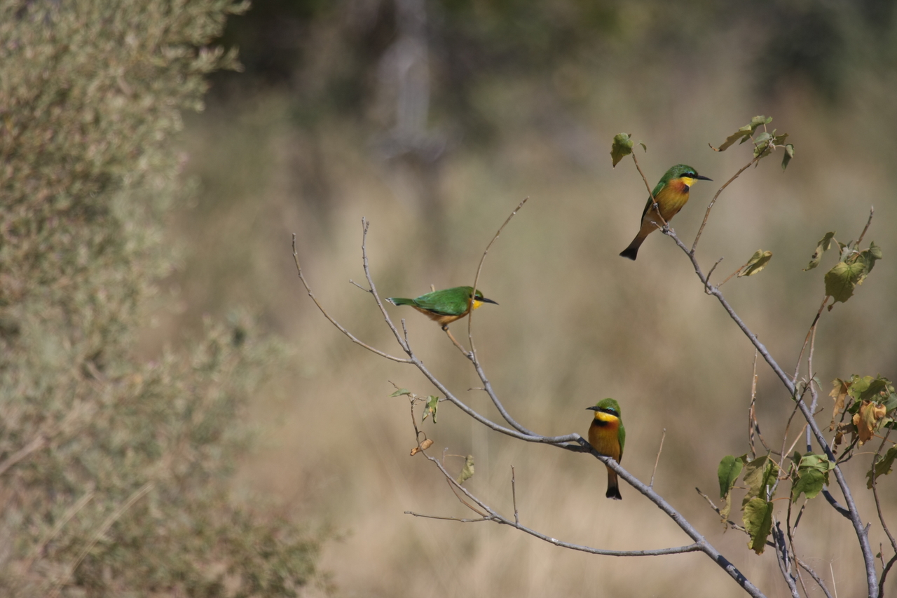 [23807] 2016_06_30_05_19_57_Africa_Canon_EOS_40D_IMG__04029.jpg
