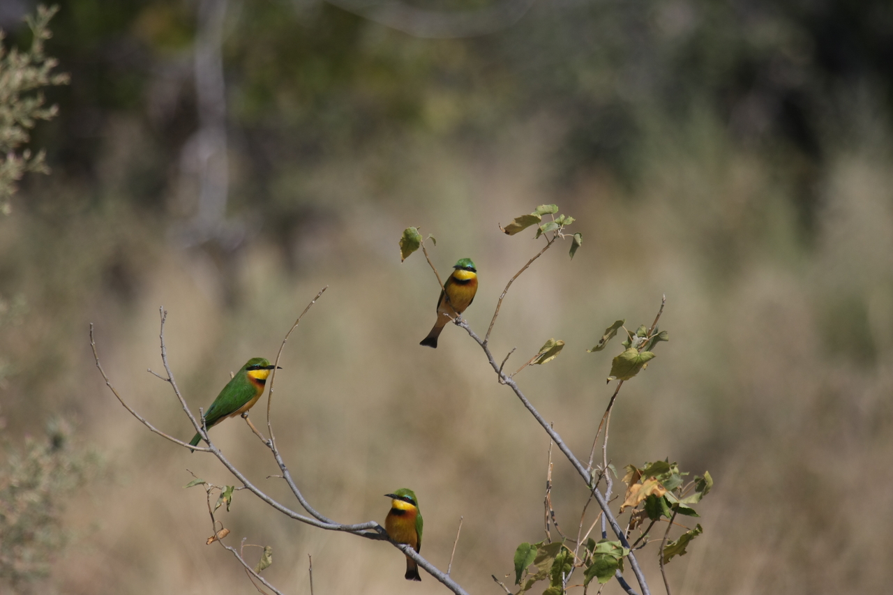 [23817] 2016_06_30_05_20_03_Africa_Canon_EOS_40D_IMG__04033.jpg