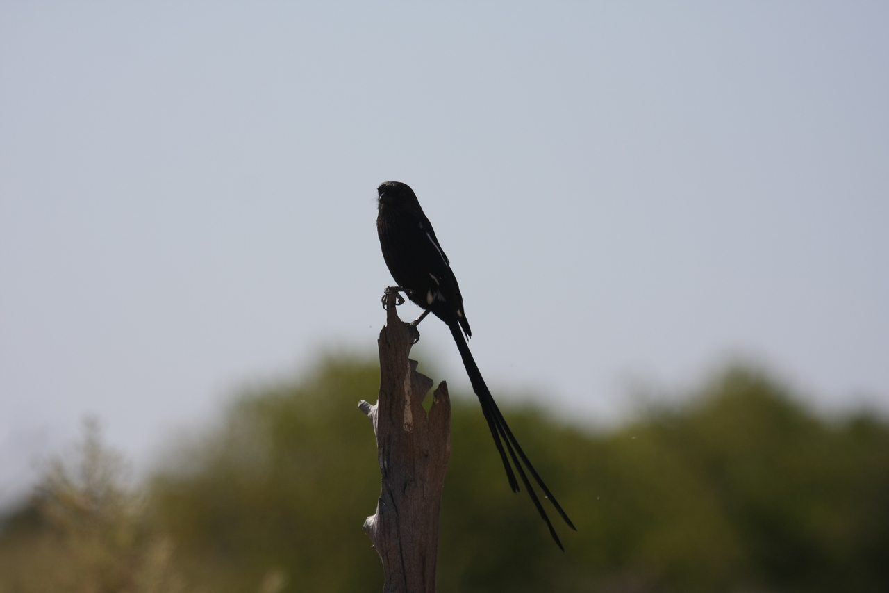 [23826] 2016_06_30_05_21_53_Africa_Canon_EOS_40D_IMG__00311.jpg