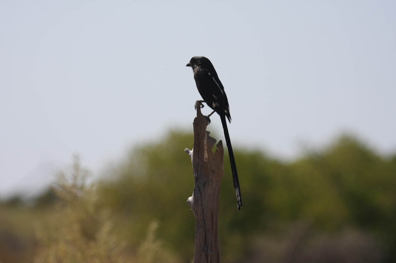 [23835] 2016_06_30_05_21_57_Africa_Canon_EOS_40D_IMG__00315.jpg