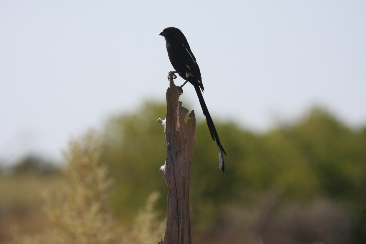 [23845] 2016_06_30_05_22_05_Africa_Canon_EOS_40D_IMG__04042.jpg