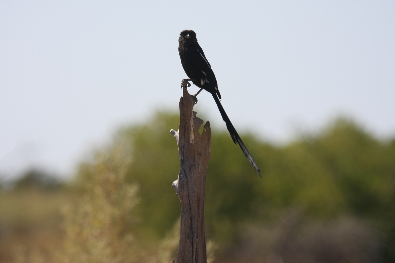 [23846] 2016_06_30_05_22_05_Africa_Canon_EOS_40D_IMG__04043.jpg
