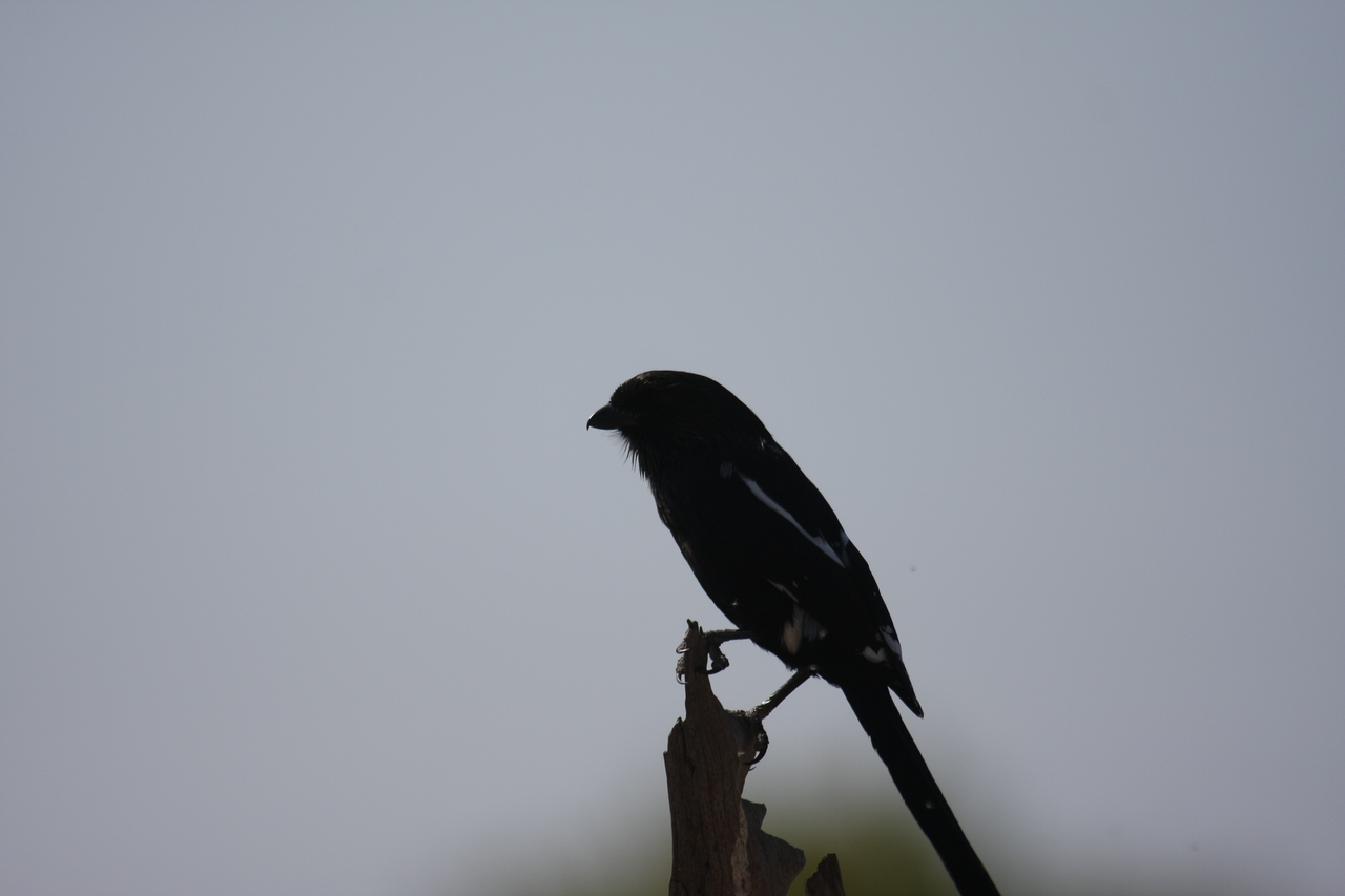 [23854] 2016_06_30_05_22_41_Africa_Canon_EOS_40D_IMG__00320.jpg