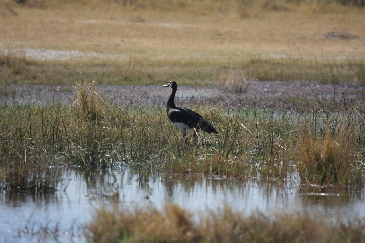 [23867] 2016_06_30_05_23_43_Africa_Canon_EOS_40D_IMG__04051.jpg