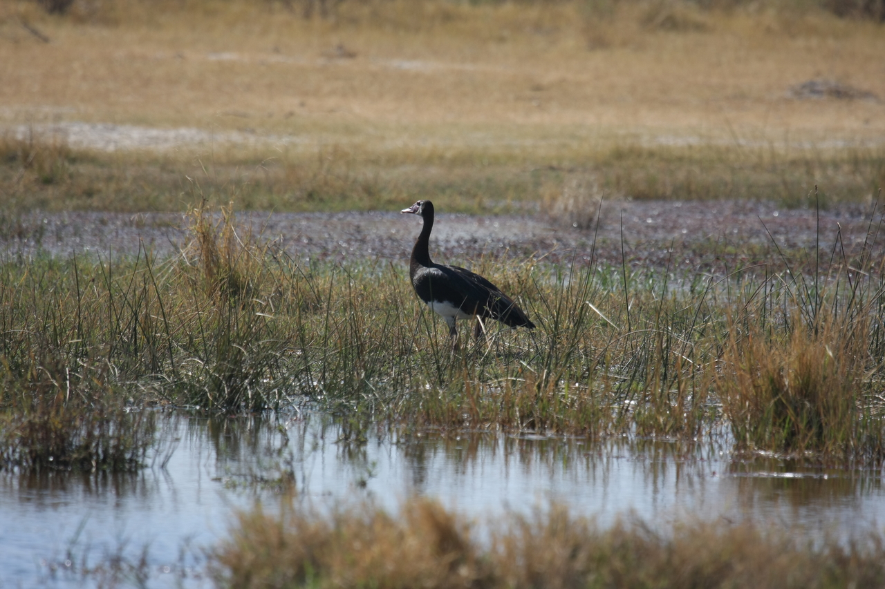 [23868] 2016_06_30_05_23_43_Africa_Canon_EOS_40D_IMG__04052.jpg