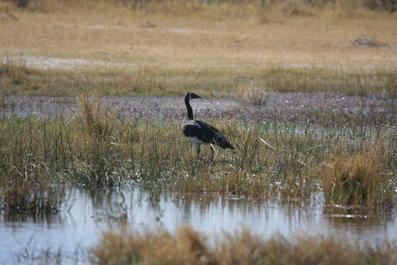 [23877] 2016_06_30_05_23_46_Africa_Canon_EOS_40D_IMG__11501.jpg