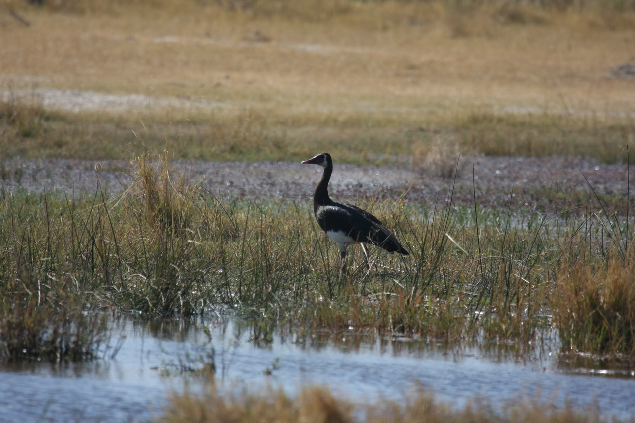 [23879] 2016_06_30_05_24_02_Africa_Canon_EOS_40D_IMG__00330.jpg