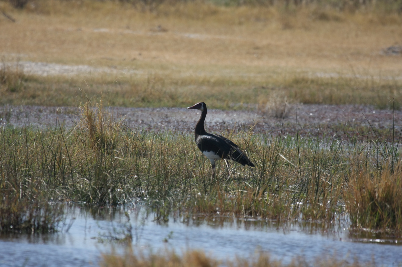 [23882] 2016_06_30_05_24_02_Africa_Canon_EOS_40D_IMG__11502.jpg