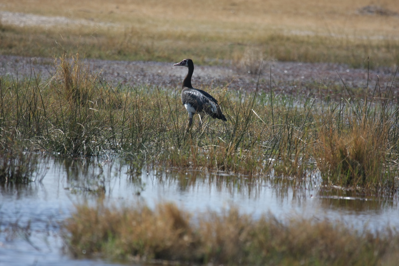 [23884] 2016_06_30_05_24_40_Africa_Canon_EOS_40D_IMG__00331.jpg
