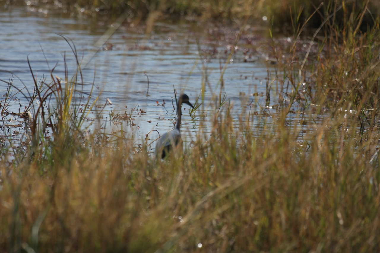 [23891] 2016_06_30_05_24_47_Africa_Canon_EOS_40D_IMG__00334.jpg
