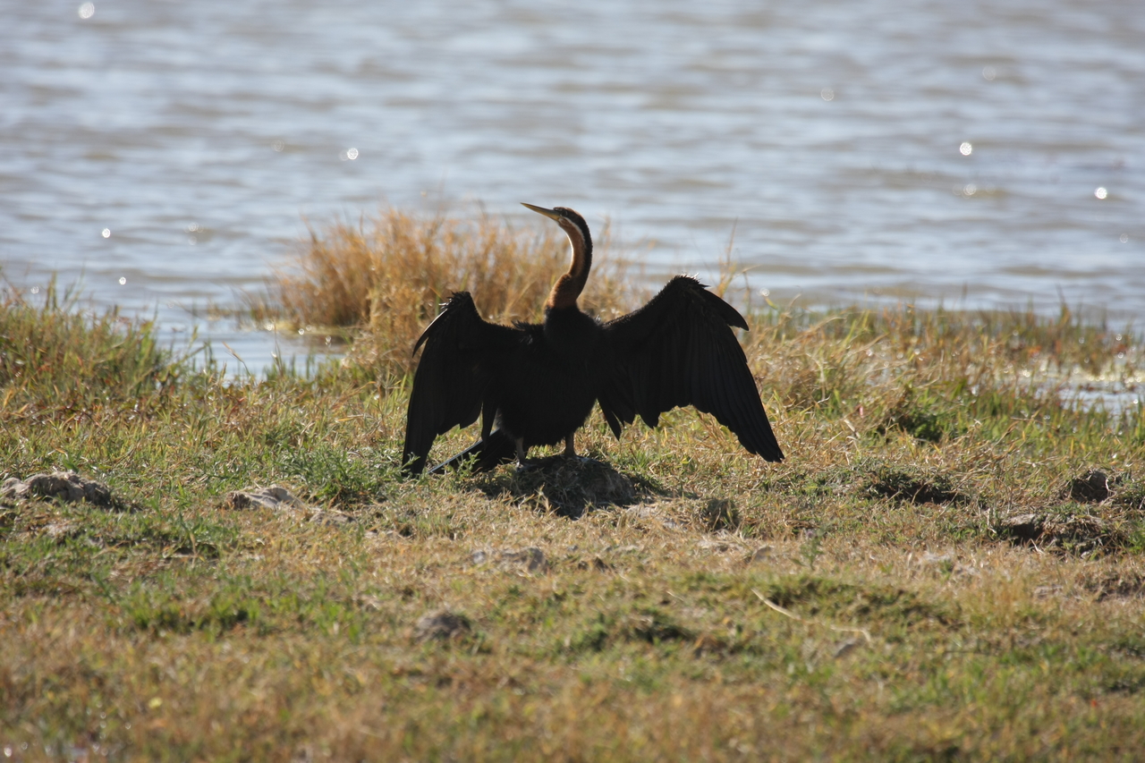 [23922] 2016_06_30_05_25_39_Africa_Canon_EOS_40D_IMG__11518.jpg