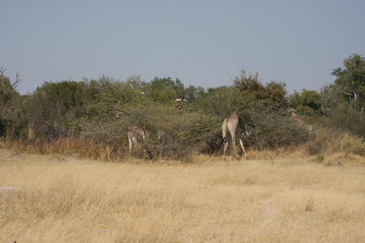 [23930] 2016_06_30_05_28_55_Africa_Canon_EOS_40D_IMG__00348.jpg