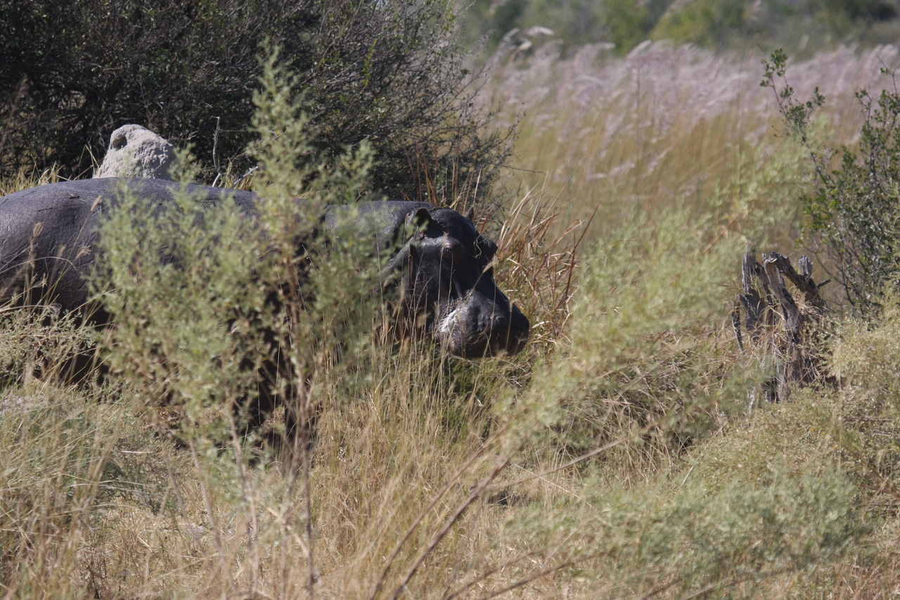 [23941] 2016_06_30_05_29_05_Africa_Canon_EOS_40D_IMG__11522.jpg