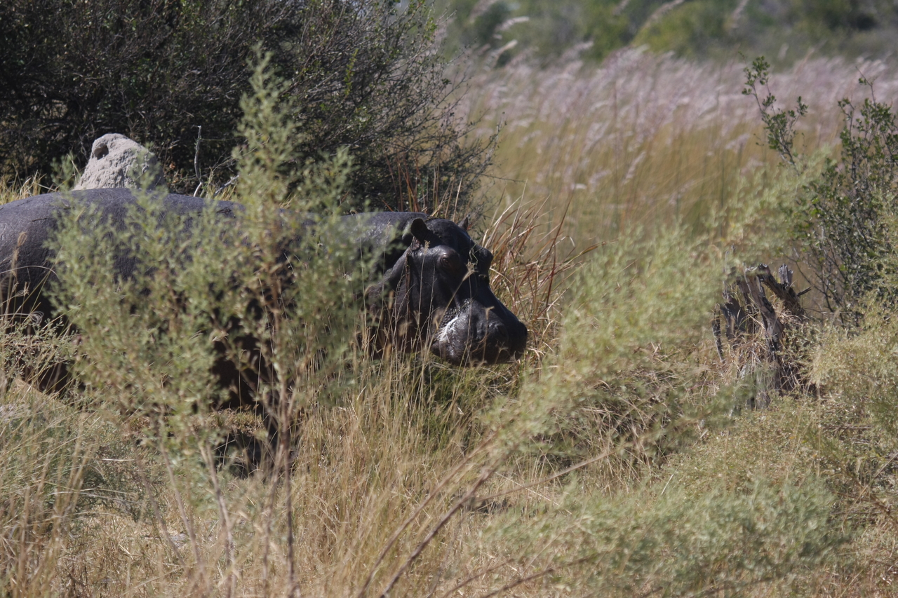 [23942] 2016_06_30_05_29_05_Africa_Canon_EOS_40D_IMG__11523.jpg
