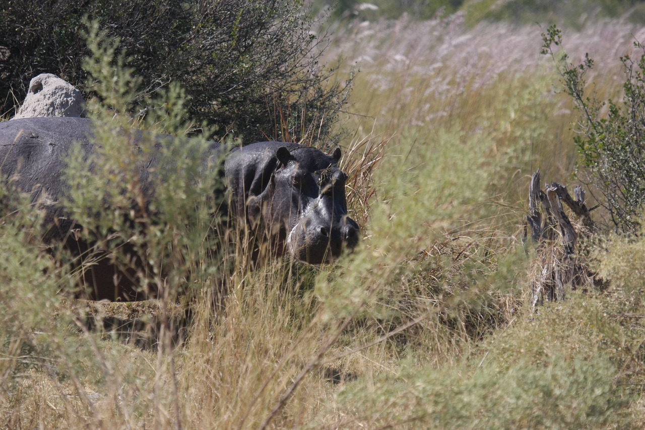 [23945] 2016_06_30_05_29_10_Africa_Canon_EOS_40D_IMG__00353.jpg