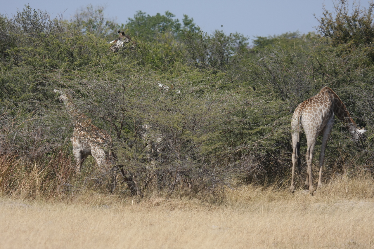 [23958] 2016_06_30_05_29_23_Africa_Canon_EOS_40D_IMG__00359.jpg