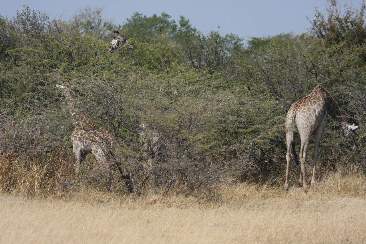 [23960] 2016_06_30_05_29_23_Africa_Canon_EOS_40D_IMG__04083.jpg