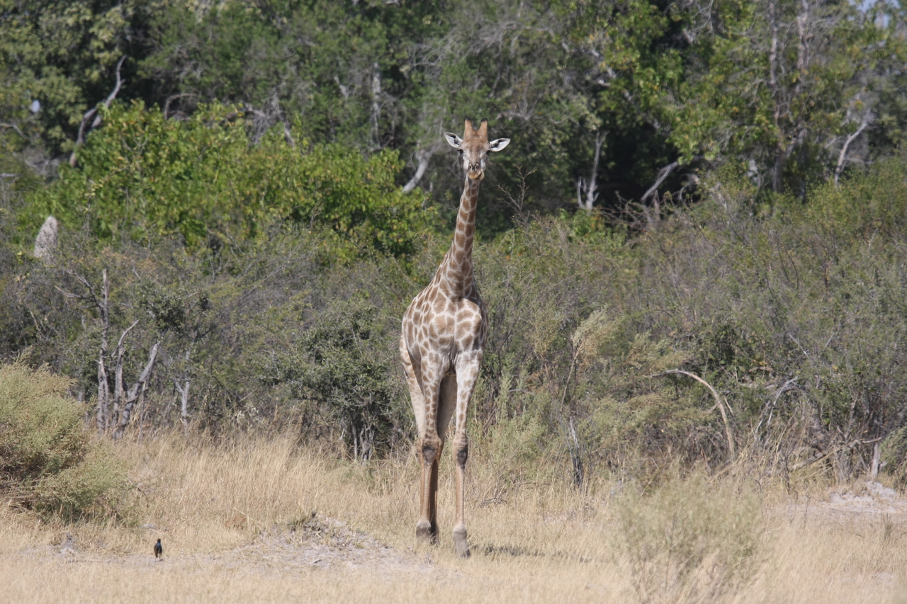 [23966] 2016_06_30_05_29_38_Africa_Canon_EOS_40D_IMG__04086.jpg