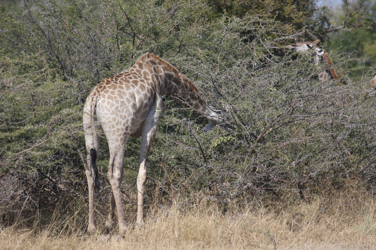[23971] 2016_06_30_05_30_22_Africa_Canon_EOS_40D_IMG__04087.jpg