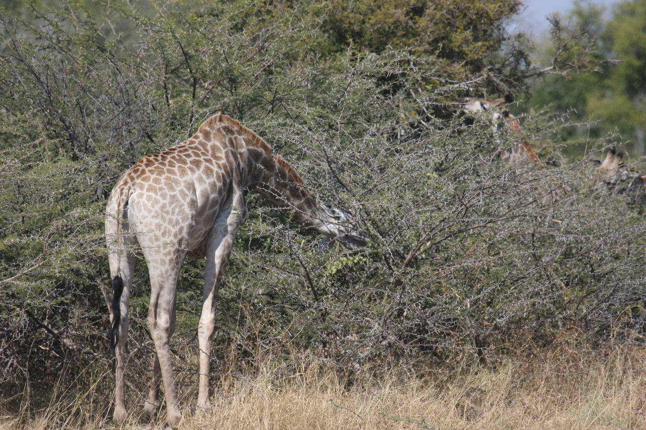 [23979] 2016_06_30_05_30_23_Africa_Canon_EOS_40D_IMG__04090.jpg