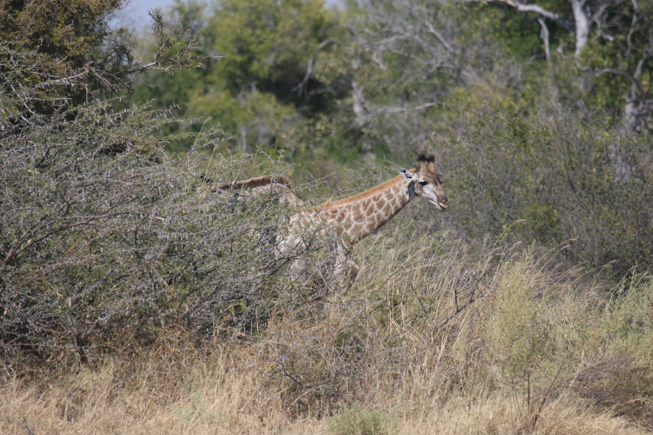 [23983] 2016_06_30_05_30_26_Africa_Canon_EOS_40D_IMG__00366.jpg